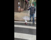 Dog gets umbrella on a rain walk 