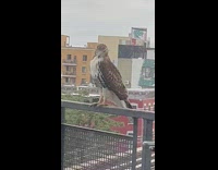 Baby brown hawk on balcony 