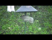 Squirrels enjoy climb slide in bird feeder