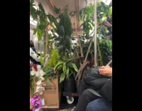 Man rides train with plants trim leaves