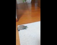 Collab ClipsIG - Turtle chase cat and ride on skateboard