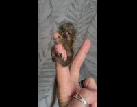 Baby marmoset holds onto finger Part 2 
