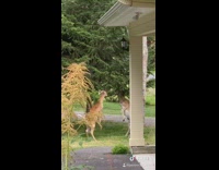 Two deer front yard fighting stand up