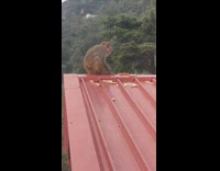 Brown monkey on red rooftop eats bread 
