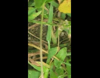 Ant colony move their eggs ground plant