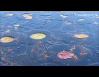 Lilypads jump up down frozen lake water