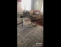 Dog pulls blanket pushes baby crib
