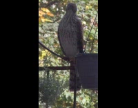 Hawk stands beside bird feeder on balcony part 2