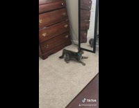 Cat blue collar reflection mirror check out