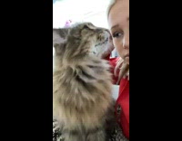 Brown cat makes purring noise by girl 