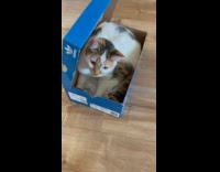 Collab DailyDoseOfInternet - Guy open shoe box with cat inside