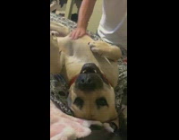 Black brown dog ignores guy off bed 