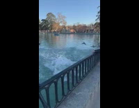 BitchMP - Guy white sweater falls into duck pond