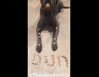 music black dog balancing treats on head and on arms 