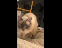 Cat shakes but instead of purring