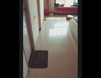 orange white cat runs after yellow ball 