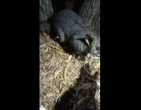 Guy try to feed possum almost bitten