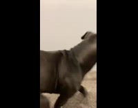 Collab BitchMP - Dog confused by long paper towel roll tube