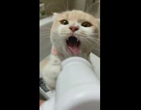 Cat bites brush with toothpaste 