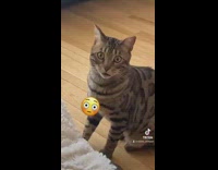 Cat stares a filmer with big wide eyes