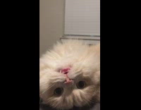 Collab BitchMP - Cat head backwards fart