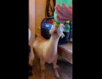Baby goat drinks milk from the bottle
