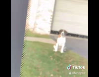 Collab BitchMP - Amazon driver gives dog treat