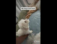 Pet dog howls with two dog barks on the bed