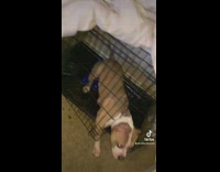 Pitbull owner catches dog trying to leave crate 