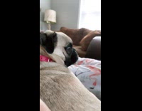 Pug dog looks back at girl 