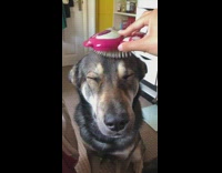 Large black brown dog closes eyes brush 