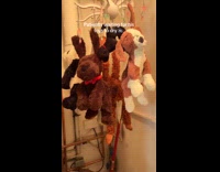 Dog wait for hanged plushies to dry