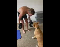 Brown dog paw guy black punch mitts