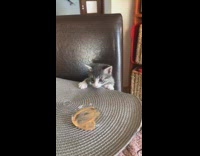 Collab DailyDoseOfInternet - Tiny cat falls off chair after trying to go on table 