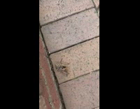 Fly insect bug and striped spider fight