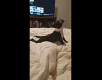 Black white dog humps bed growls television 