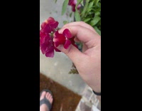 Girl pinch maroon snapdragon flower petals open