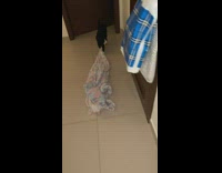 Cat Steals Unicorn Pajamas 