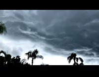 Collab DailyDoseOfInternet - Grey storm clouds swirl around sky trees