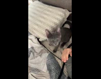 Cat stares at camera likes being filmed