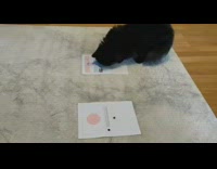 Cat eats food from the Croatia flag printed on a paper
