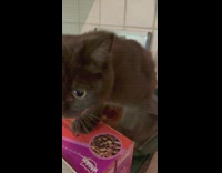 Black cat from bag legs fall in box