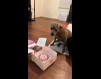Dog gets own cake for birthday
