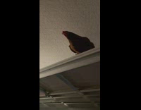 Chicken from barn sit on garage gate