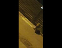 Wild boars group on street night gate