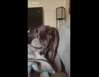 Brown dog beats couch senseless