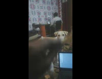 Dog catches chip in the air