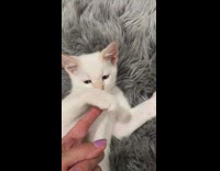 Girl plays with paw white kitten cat