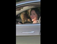 Collab BitchMP - Girl in car across has owl in passenger seat