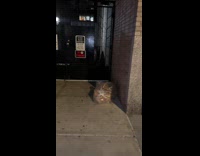 Box in plastic bag drifts through wind